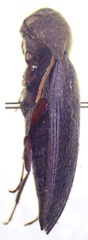 Melandryidae