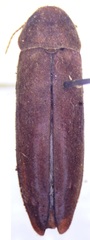 Melandryidae