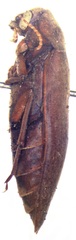 Melandryidae