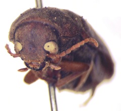 Melandryidae