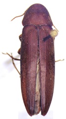Melandryidae