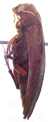 Melandryidae