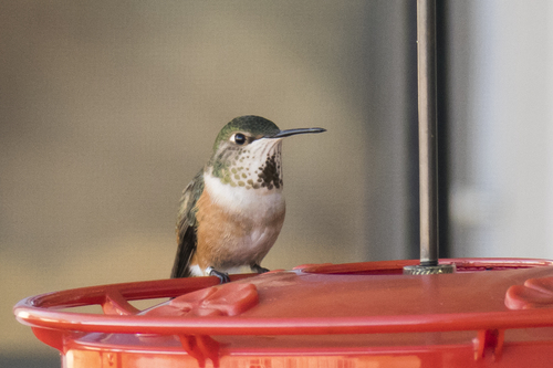 Rufous Hummingbird