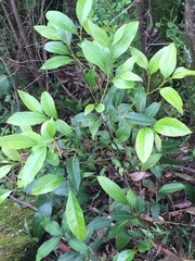 Cryptocarya microneura