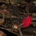 Cithaerias pireta magdalenensis - Photo (c) Lepidoptera Colombiana 🇨🇴, μερικά δικαιώματα διατηρούνται (CC BY-NC), uploaded by Lepidoptera Colombiana 🇨🇴