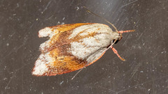 Euchaetis crypsichroa