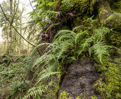 Polypodium glycyrrhiza