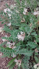 Astragalus parryi