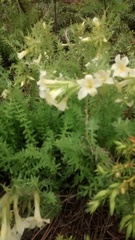 Polemonium brandegeei