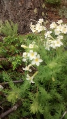 Polemonium brandegeei