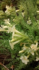 Polemonium brandegeei