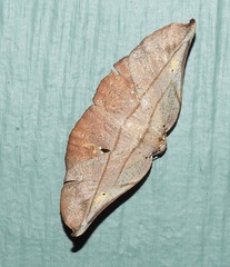 Xenomusa metallica