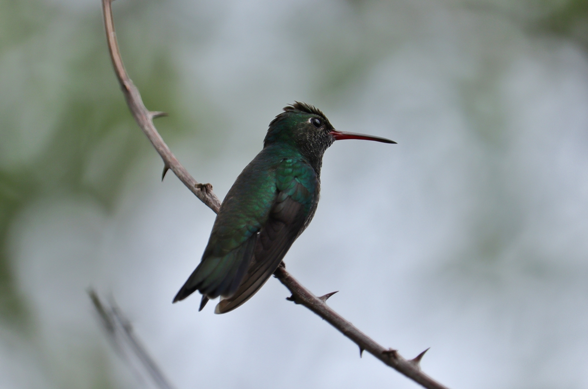 Glittering-throated Emerald (Chionomesa fimbriata)