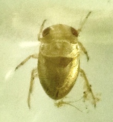 Neoplea striola