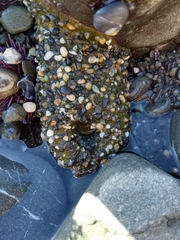 Anthopleura xanthogrammica