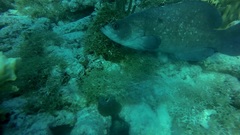 Rypticus saponaceus