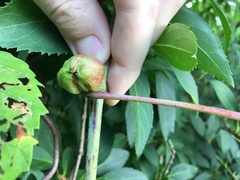 Ampelomyia vitispomum