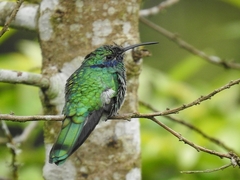 Sparkling Violetear photo 6