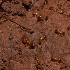 Pheidole californica