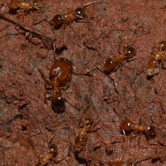 Pheidole californica