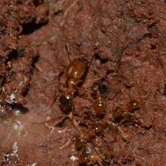 Pheidole californica