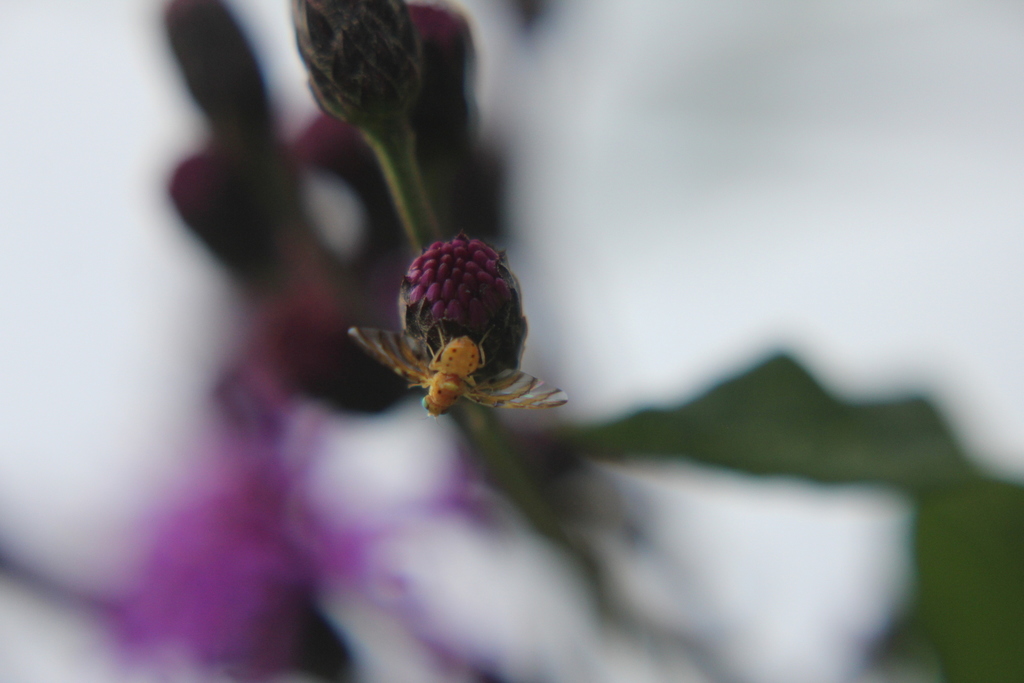 Tomoplagia obliqua