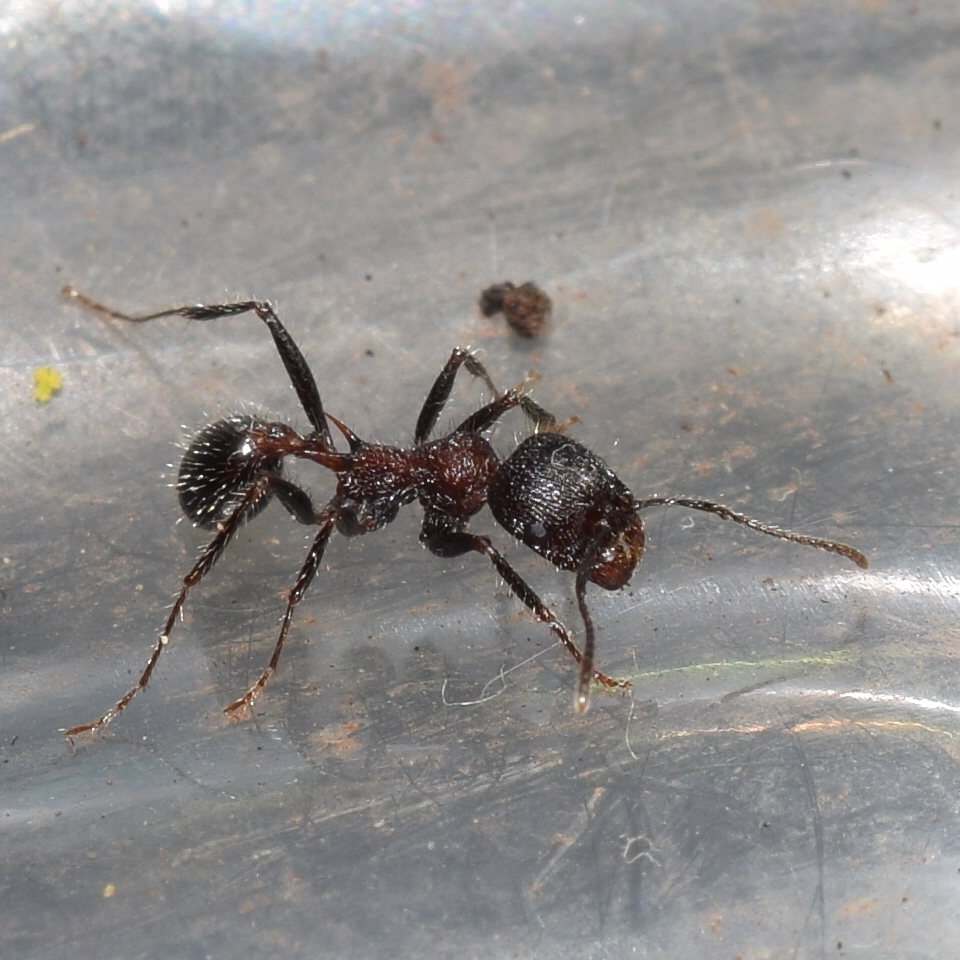 Andre's Harvester Ant In January 2021 By Grant Wang · Inaturalist