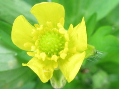 Ranunculus japonicus