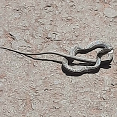 Philodryas psammophidea