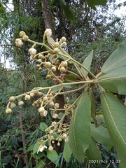 Saurauia tomentosa