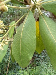 Saurauia tomentosa