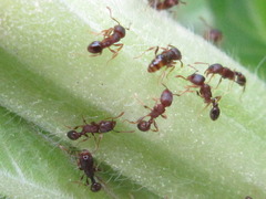 Tetramorium tsushimae