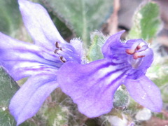 Ajuga decumbens