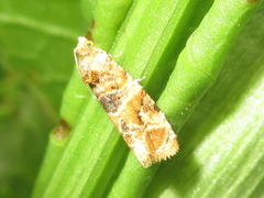 Lobesia yasudai
