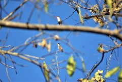 Leucolia violiceps