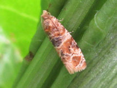 Lobesia yasudai
