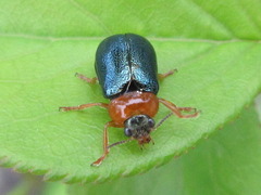 Smaragdina semiaurantiaca