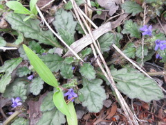 Ajuga decumbens