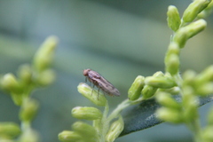 Opomyza petrei
