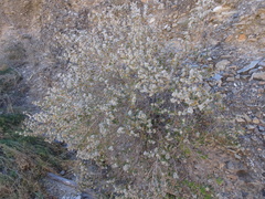 Brickellia baccharidea