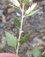 Brickellia baccharidea
