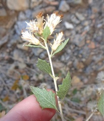 Brickellia baccharidea