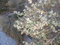 Brickellia baccharidea