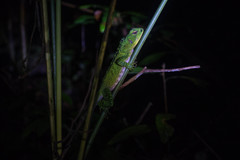 Enyalioides laticeps