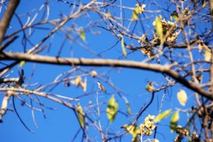Leucolia violiceps