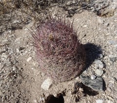 Echinomastus erectocentrus