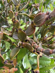 Korthalsella disticha