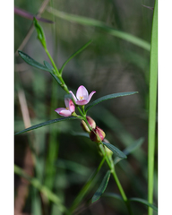 Cyanothamnus polygalifolius