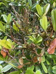 Korthalsella disticha