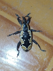 Heilipus